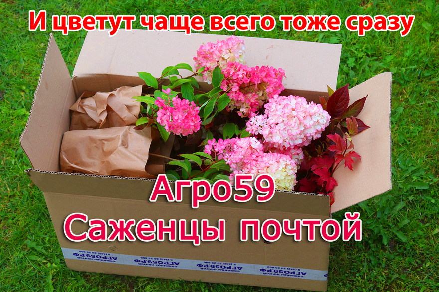 Выбор места для посадки культуры